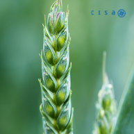 Sector agricultura